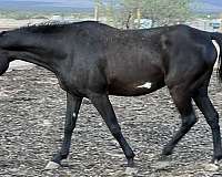 white-blaze-spot-on-belly-horse