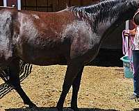 black-overo-white-blaze-spot-on-belly-horse