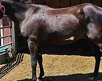 black-overo-appendix-gelding