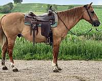 quarter-horse-gelding