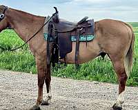 quarter-horse-for-sale