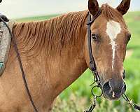 quarter-horse
