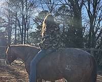 quarter-horse-for-sale