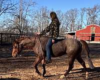 quarter-horse