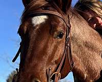 gelding