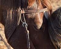 red-roan-roan-barrel-horse