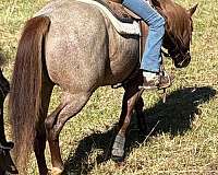quarter-horse-gelding