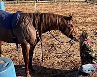 bloodlines-skipper-w-quarter-horse