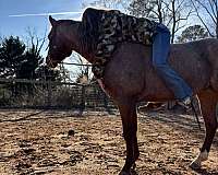 bloodlines-skipper-w-horse
