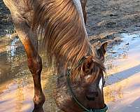 bloodlines-skipper-w-gelding