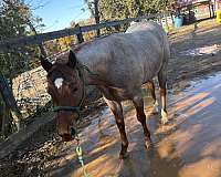 jewel-gelding