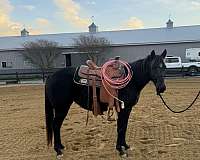 star-horse