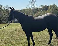 all-around-quarter-horse