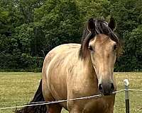 color-genetics-andalusian-horse