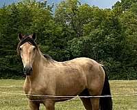 eager-to-please-andalusian-horse