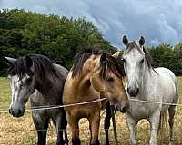 grand-prix-jumper-andalusian-horse