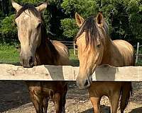 no-kick-andalusian-horse