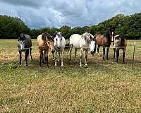 palominos-andalusian-horse
