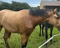 raise-andalusian-horse