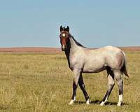 calf-roping-quarter-horse