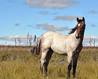 ranch-versatility-quarter-horse