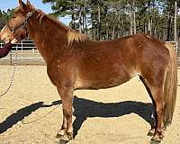 sorrel-haflinger-gelding