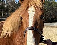14-hand-haflinger-gelding