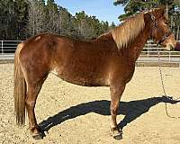 sorrel-gelding-for-sale