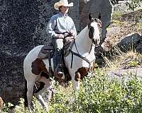 tovero-bay-tobianoovero-horse
