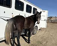 athletic-mustang-horse
