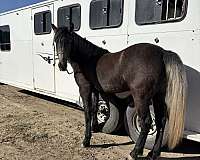 all-around-mustang-horse