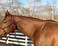 sorrel-mare-horse