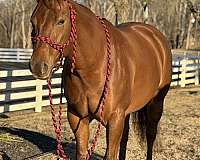 findlay-university-horse