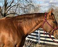 findlay-university-mare