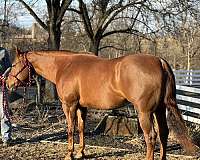 sorrel-therapy-horse