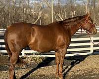 none-horse