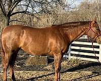 sorrel-none-horse