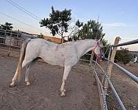 arabian-gelding
