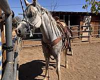 arabian-horse-for-sale