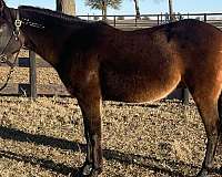 affordable-mustang-pony