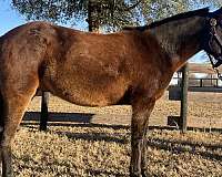 aqha-mustang-pony