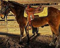 barrel-pony-mustang