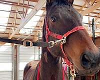 beginner-thoroughbred-horse