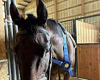 anyone-thoroughbred-horse