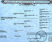 quarter-horse-for-sale