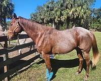quarter-horse-gelding