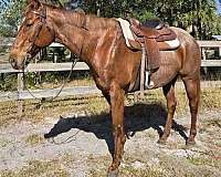 red-roan-roan-barrel-beginner-horse