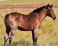 barrel-racing-quarter-horse