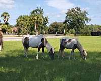 pony-for-sale