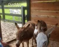 pony